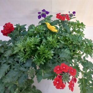 TRIX DI BIDENS E VERBENE
