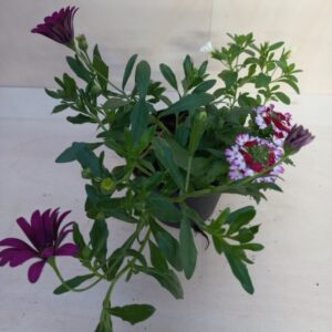 TRIX DI SURFINIA, CALIBRACOA E VERBENA
