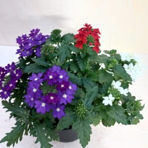TRIX DI VERBENE