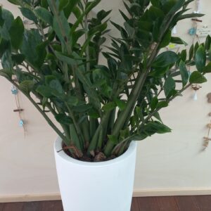 Zamia con vaso resina