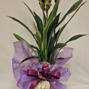 Curcuma con decorazione