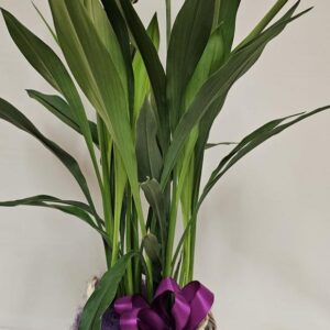 Curcuma con vaso