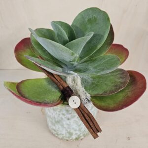 Kalanchoe in vaso