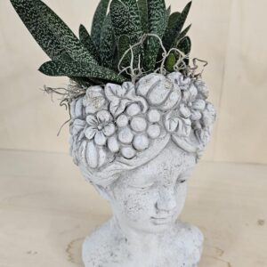 Gasteria con dama