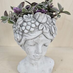 Tradescantia con dama