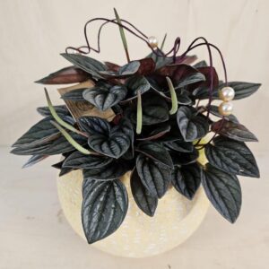 Peperomia impreziosita