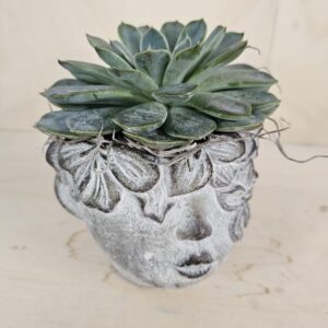 Testina con echeveria