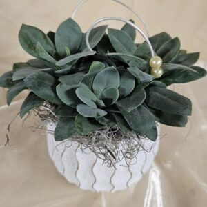 Senecio cephalophorus