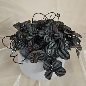 Pilea friendship