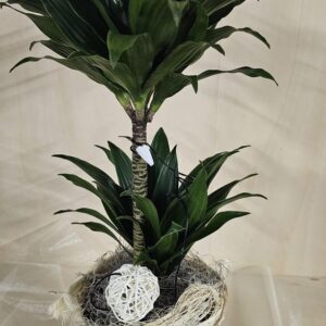 Dracaena compacta
