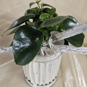 Peperomia