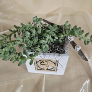 Sedum burrito