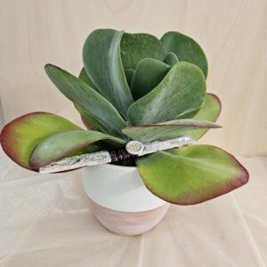 Kalanchoe da foglia