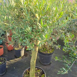 Ulivo ad albero