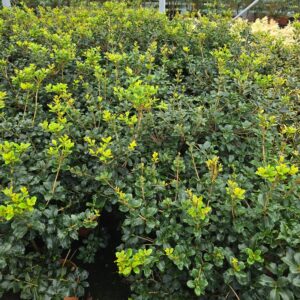 Ilex osmantus