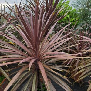 Cordyline