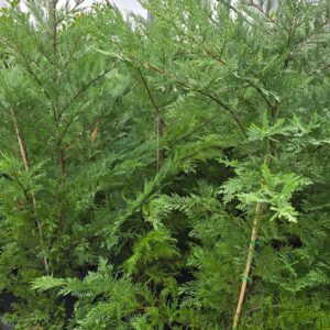 Leylandii