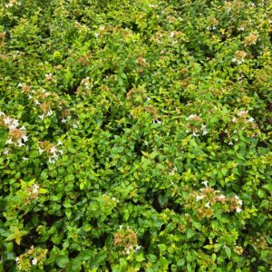 Abelia