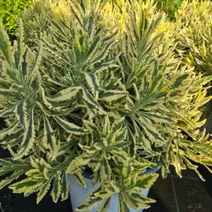 LAVANDA VARIEGATA!!!