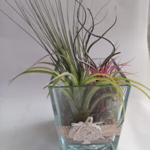 Tillansia in vetro