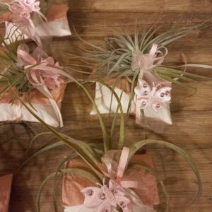 TILLANSIA CONFETTATA