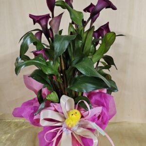 CALLA IN VIOLA